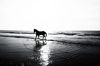 horse silhouette photography