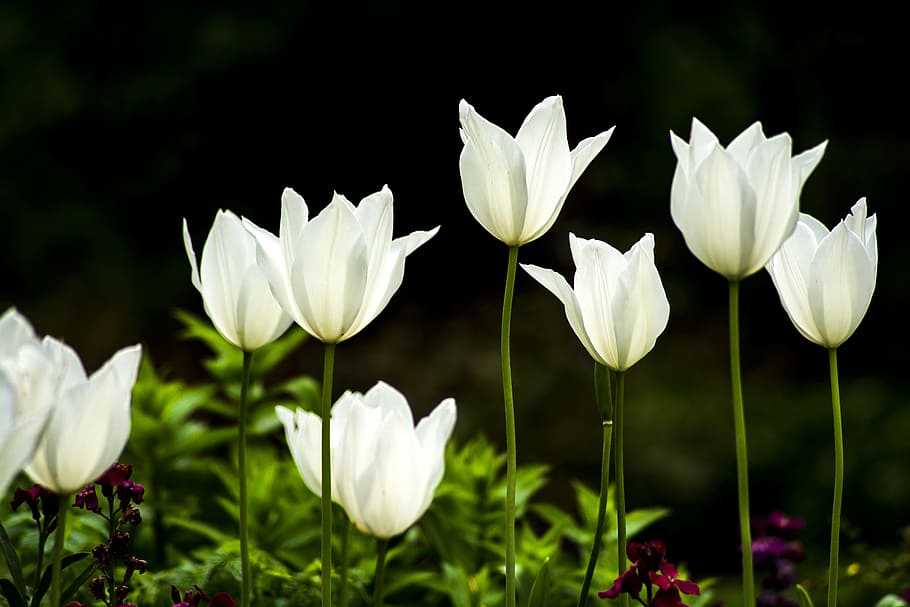クローズアップ 白 花びらの花 クローズ アップ 花びら 花 チューリップ 白い花 春 Pxfuel