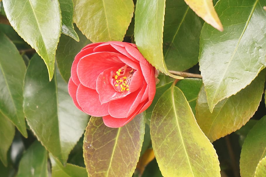 flowers, wood, red, camellia, leaf, plant part, plant, close-up, freshness, beauty in nature