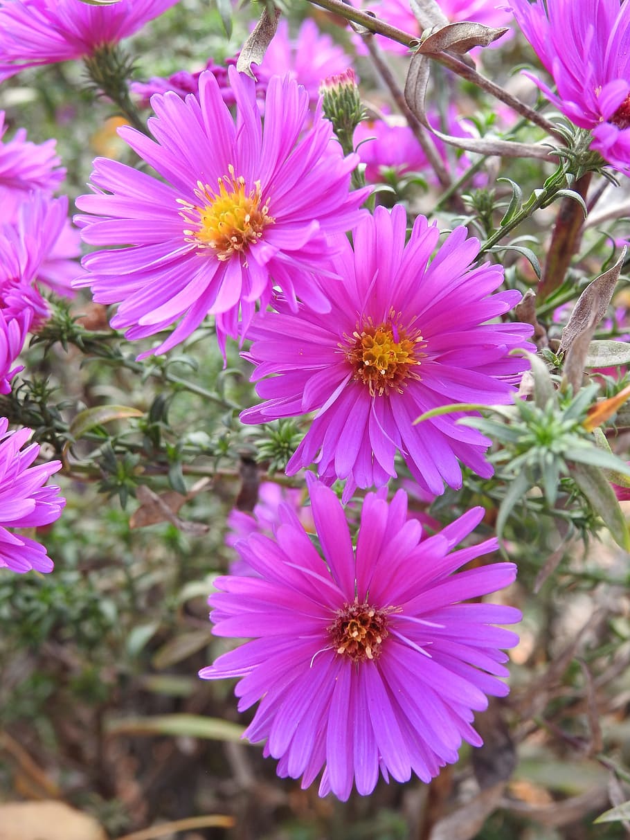 ピンクの花 花 ピンク 自然 顕花植物 鮮度 花弁 植物 脆弱性 頭花 Pxfuel