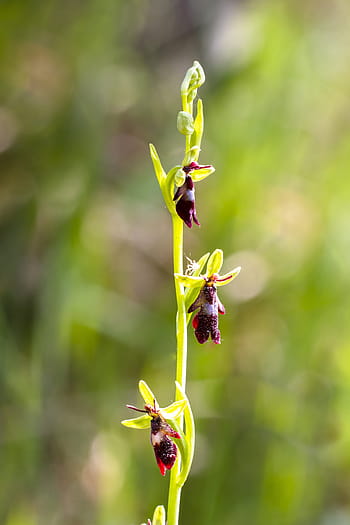 Fotos insectos orquídea libres de regalías | Pxfuel