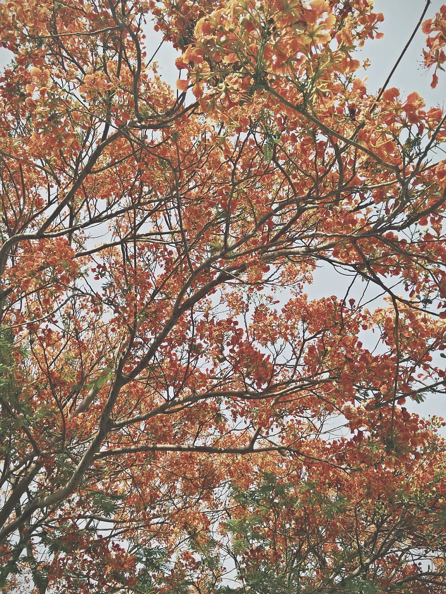 vida, belleza, escena, árboles, hojas, otoño, follaje, naturaleza, hoja, árbol
