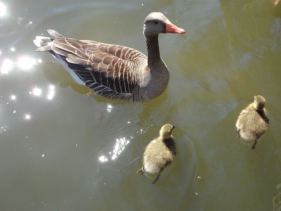goose, geese, goose family, water, swim, chicks, goslings, birds, lake, bird