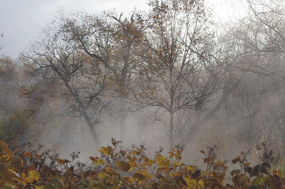 green, leaf trees, surrounded, fogs, late autumn, fallen leaves, bare trees, fog, zing, sadness