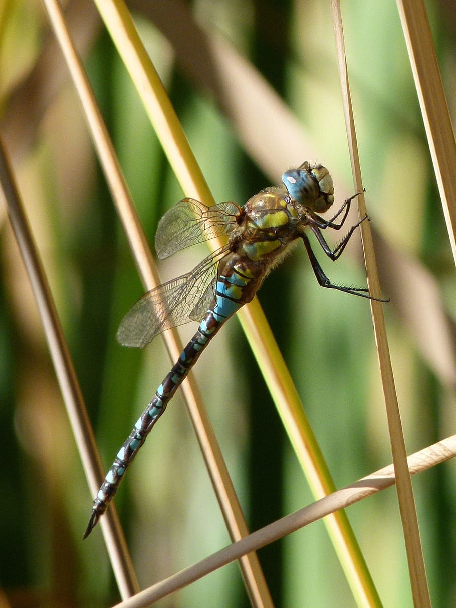 dragonfly, blue dragonfly, aeshna affinis, wetland, juncal, junco, animal wildlife, animals in the wild, animal, animal themes