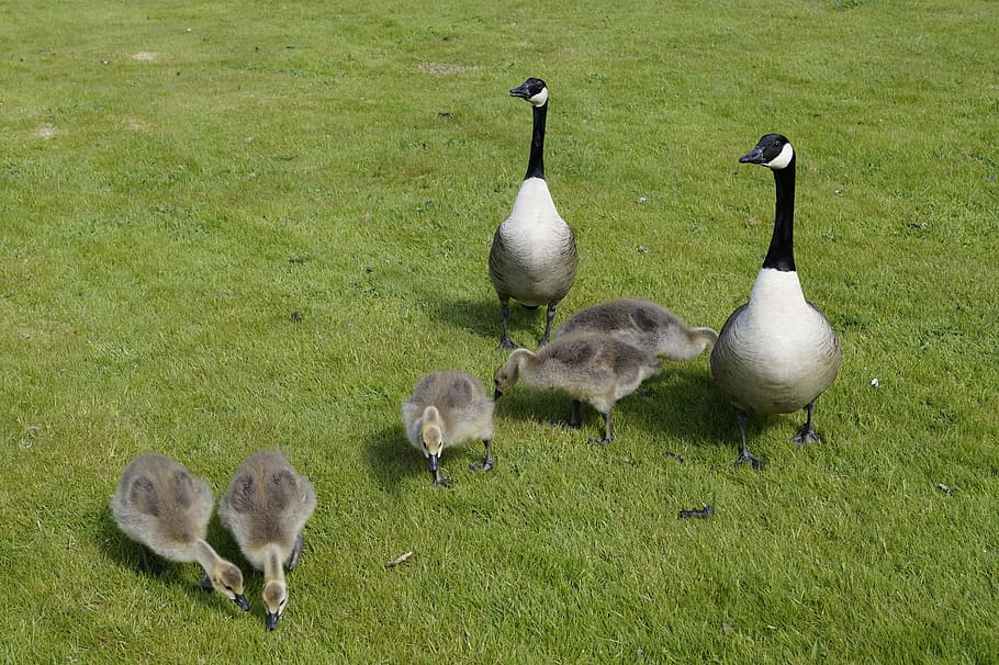 goose, wild geese, water bird, meadow, poultry, family, chicks, green, group of animals, animal themes
