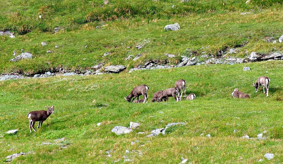 bighorn sheep, herd, mountains, pasture, highlands, alpine meadow, an unexpected meeting, the jitters, mammal, animal themes