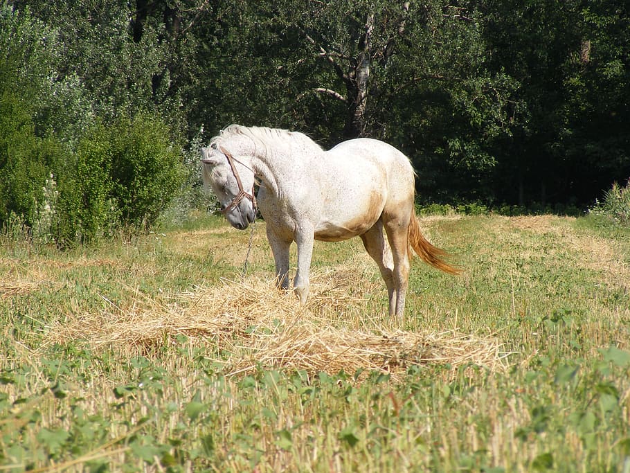 white, horse, tree, animals, stallion, wild, mammal, equestrian, domestic, equine