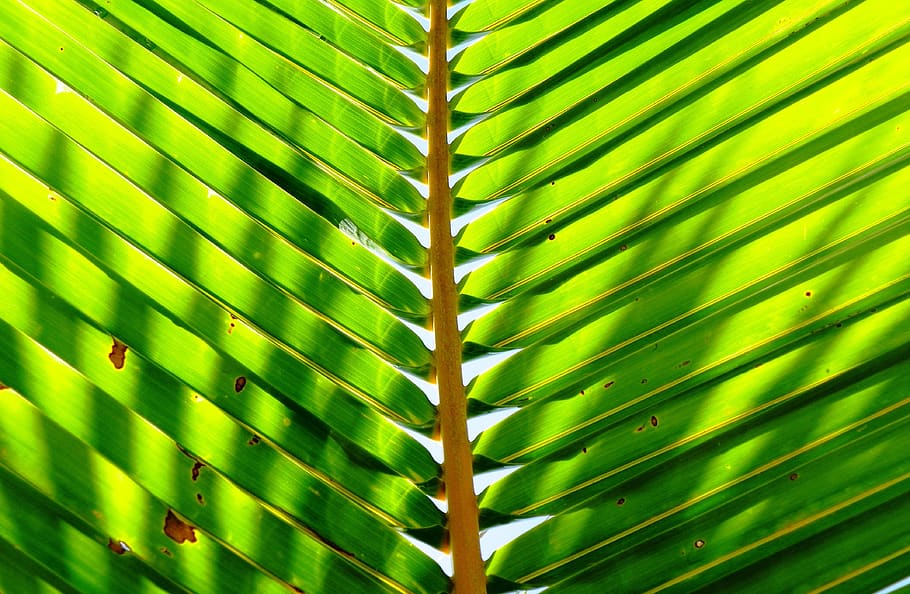 folha de palmeira, palma, planta, folha, verde, verão, natureza, folhas de palmeira, paraíso, exótica