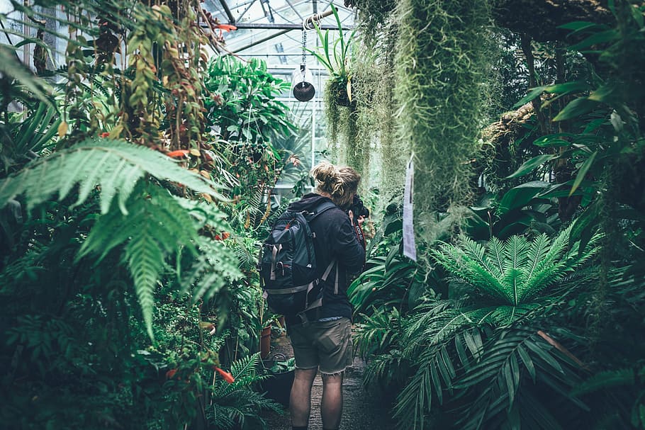 persona, negro, chaqueta, mochila, tenencia, cámara réflex digital, alrededor, verde, hojeado, plantas