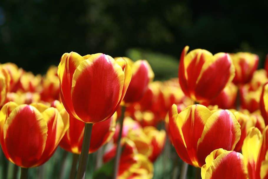 tulipán, flor, macro, pétalos, naturaleza, jardín, primer plano, pascua, primavera, floración