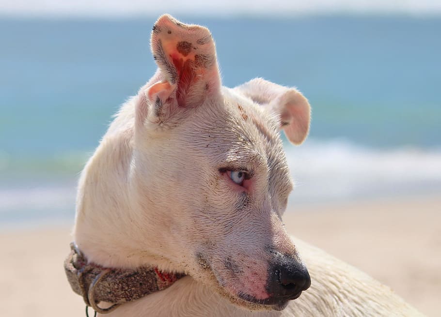 closeup, fotografi, berlapis pendek, putih, anjing, sedang, pendek, dilapisi, anjing putih, pantai