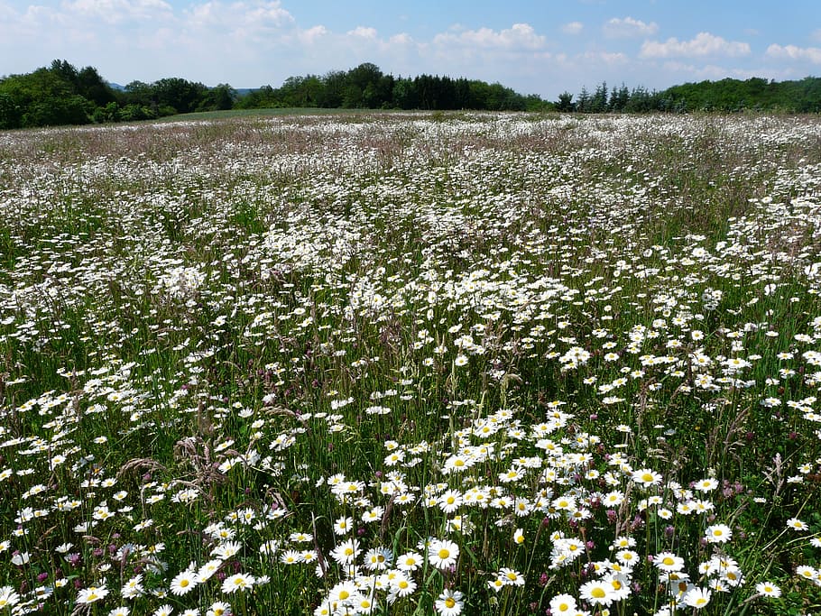 mager meadow, meadow, flower meadow, sea of flowers, meadows margerite, leucanthemum vulgare, flower, bloom, white, meadow margerite