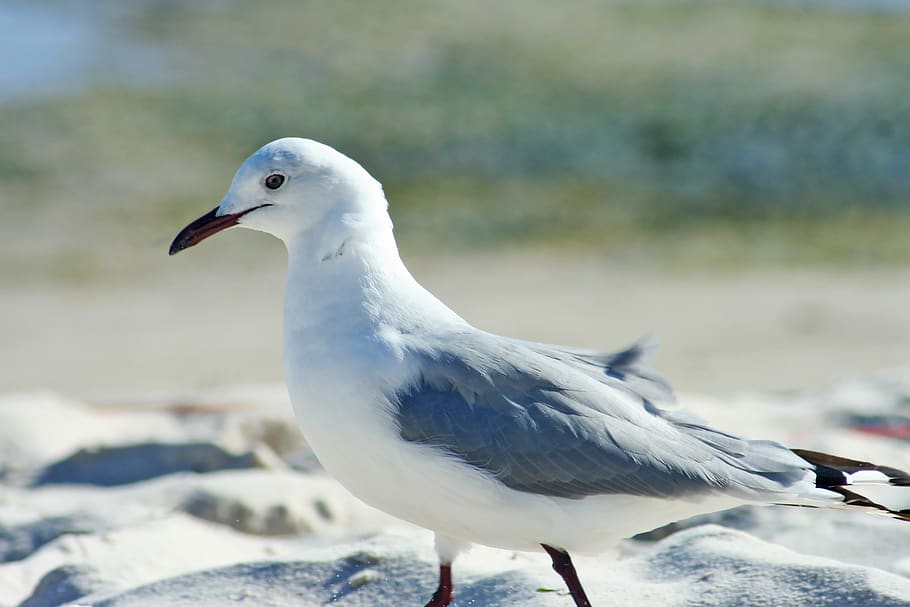 sea gull, bird, beach, nature, gull, seagull, animal themes, vertebrate ...