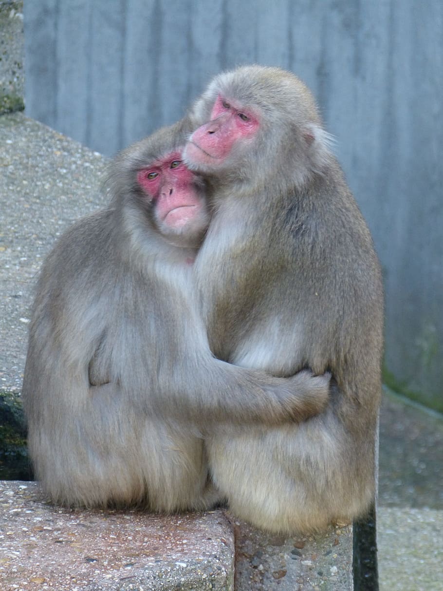 two hugging primates, Red, Face, Macaque, Macaca Fuscata, Ape, red face macaque, japan, cold, ze