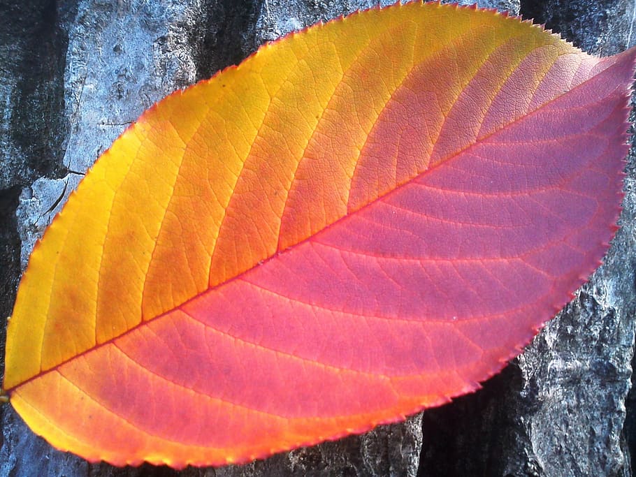 closeup, red, ovate leaf, foliage, autumn, yellow, seasons, close-up, nature, orange color