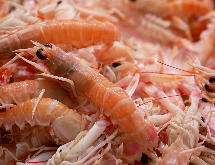 Shrimp, Scampi, Seafood, Food, Sea, shrimp, scampi, market, fish market, food and drink, freshness