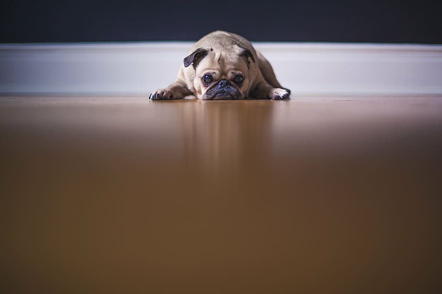 adult fawn pug, laying, brown, wooden, surface, fawn, pug, dog, floor, pet