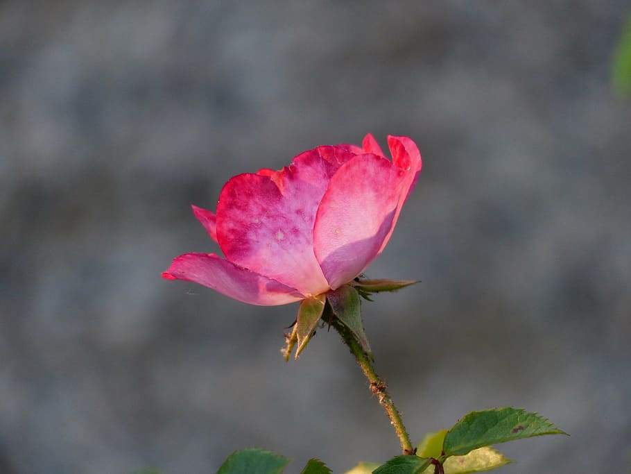selective, focus photography, red, petaled flowe, rose, flower, pink, flowers, blossom, bloom