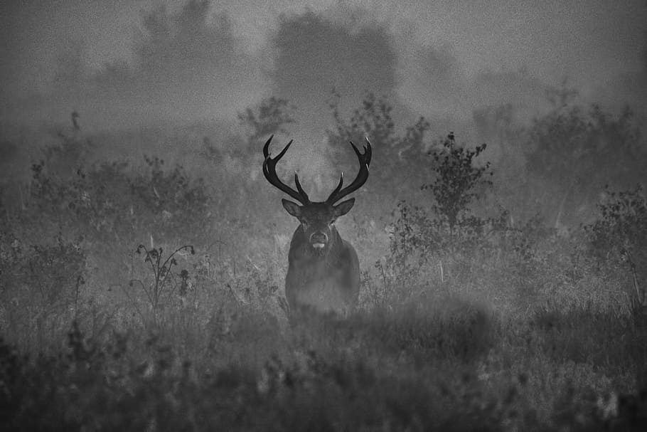 deer, standing, grass grayscale photography, stag, antlers, wildlife, woods, woodland, animal, misty