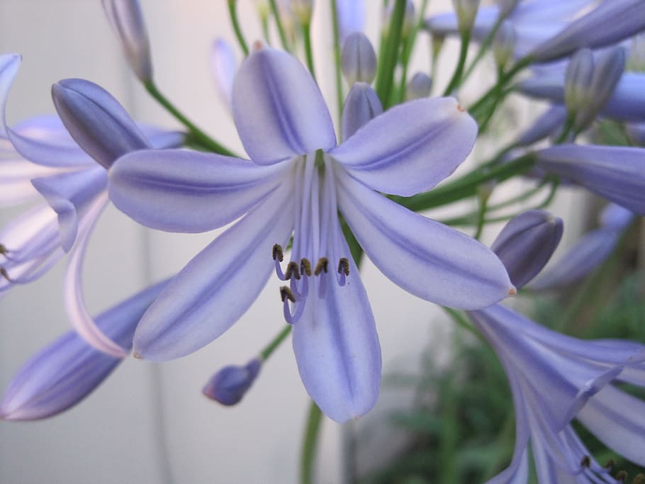 flor morada, flor de agapanto, azul-púrpura, color delicado, flor de amor,  flor de ágape, planta de bulbo, planta resistente, pétalos de lirio, planta  de jardín popular | Pxfuel