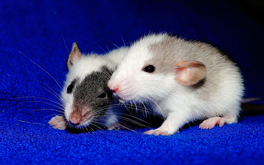 two, mice, blue, textile, rat, young animals, playful, sweet, cute, button eyes