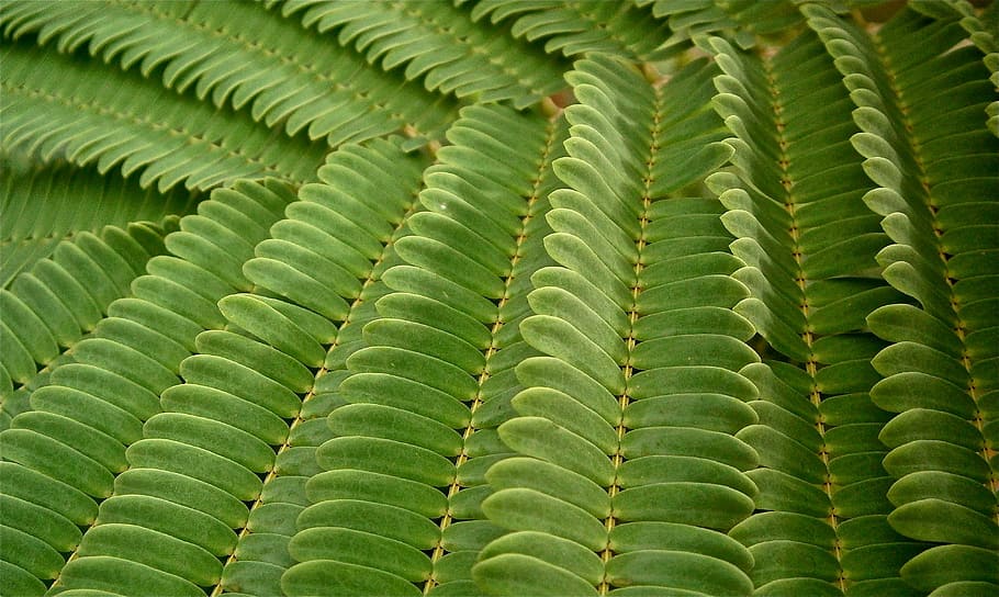 close-up photo, fern plant, leaves, green, vegetable, tree, grass, backwards, texture, green color