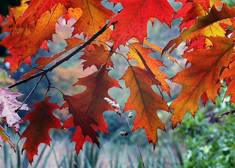 A, estações do ano, mudando, galho de árvore de folhas alaranjadas, outono, parte da planta, folha, mudar, plantar, cor laranja