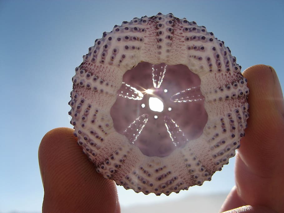 person, holding, round, white, shell, sea urchin, beach, sun, sunshile, hand