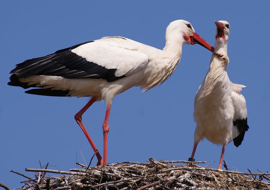 Stork, Birds, Nest, bird, birds, nest, storchennest, nature, plumage, roof, bill