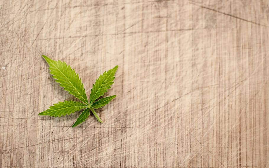 green cannabis leaf, marijuana, cannabis, hash, leaf, flora, pot, legalization, legal, illegal