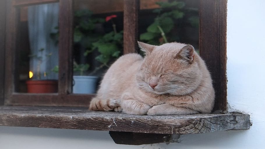 brown tabby cat, cat, window, feline, sleeping, nap, hangover, animal, grey beige, rest