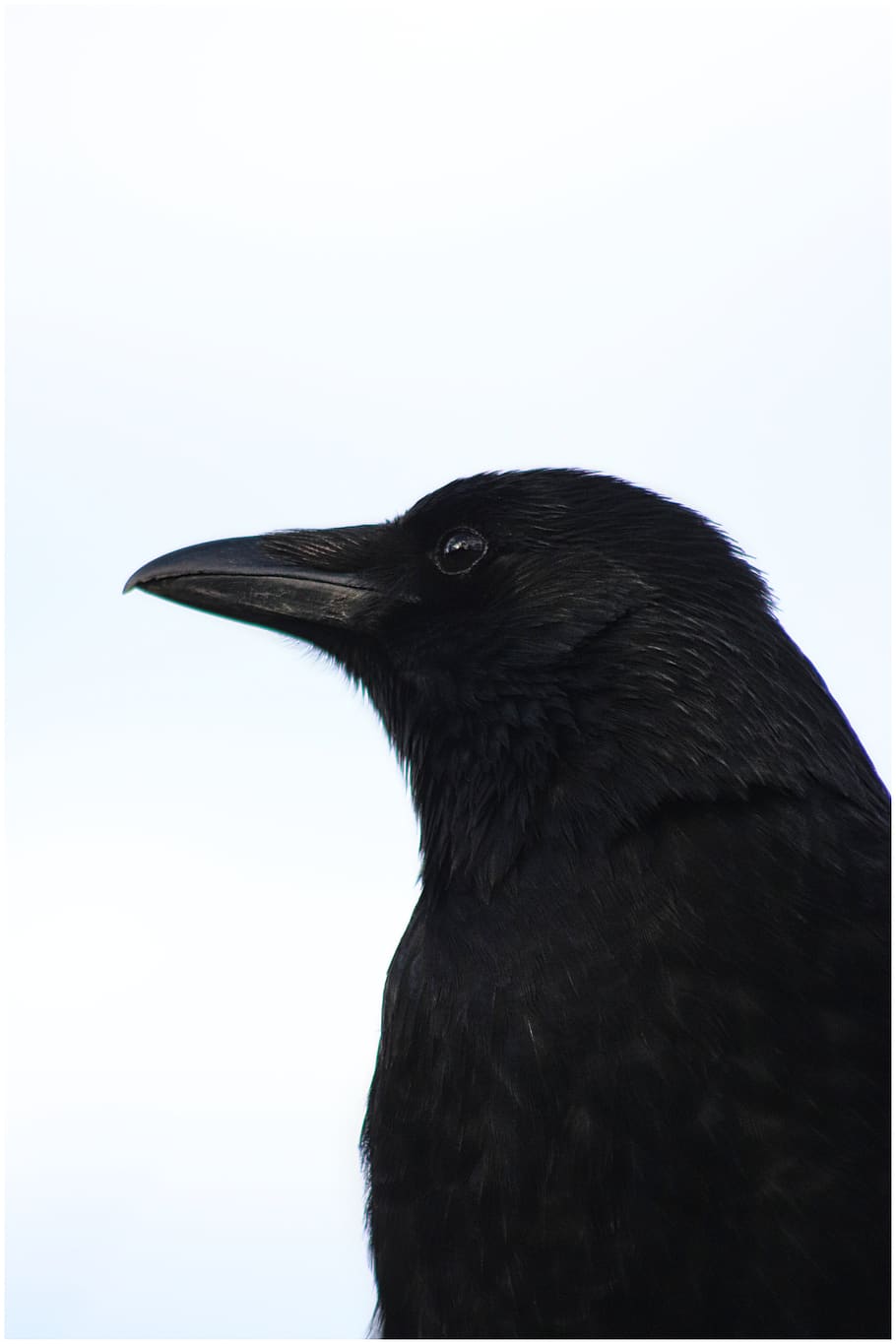 raven, black, crow, feather, bill, dark, bird, raven bird, creepy, carrion crow