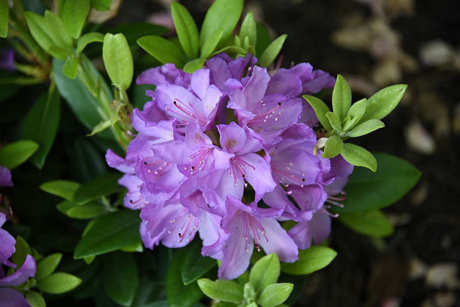 azalea, púrpura, rosa, flores, bonita, jardín, arbusto, Flor, planta  floreciente, frescura | Pxfuel