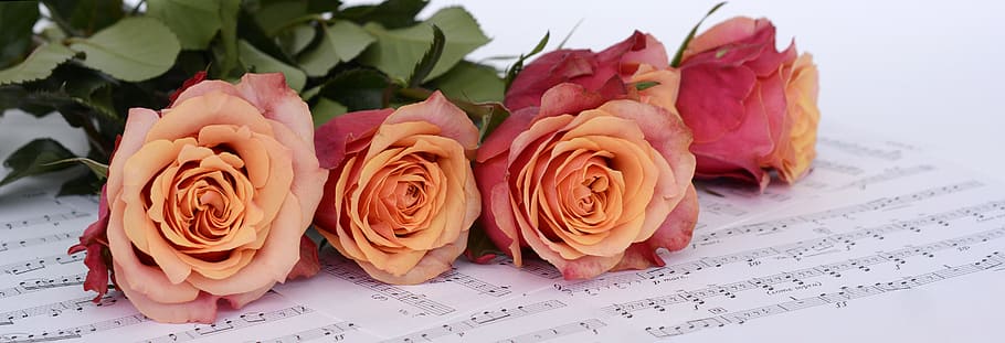 pink, white, roses, note book, white roses, orange, flowers, sheet music, love of music, music
