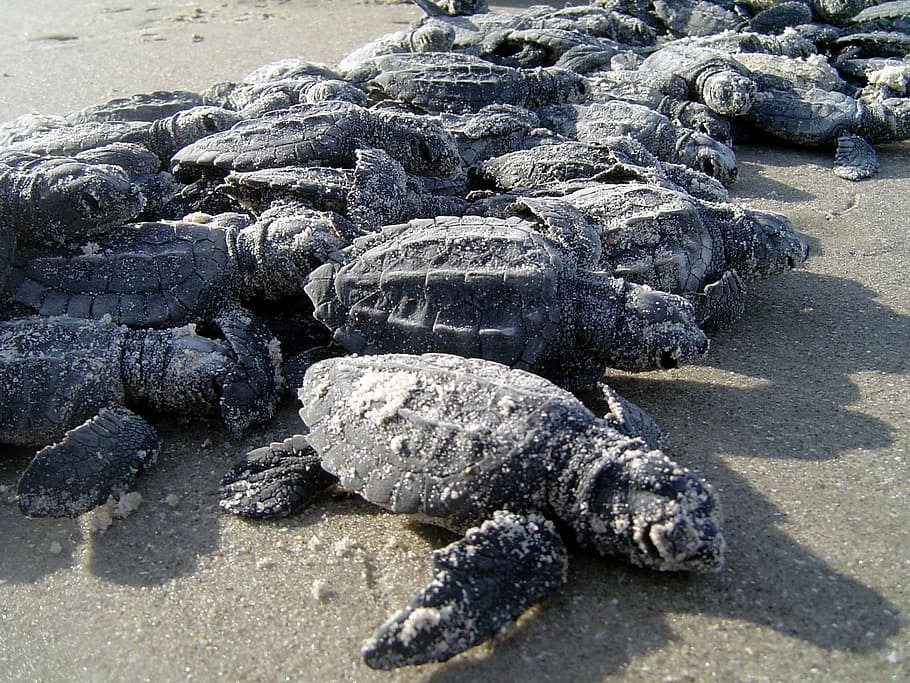 tortugas marinas, crías, arena, playa, vida silvestre, naturaleza, salvaje, océano, mar, orilla