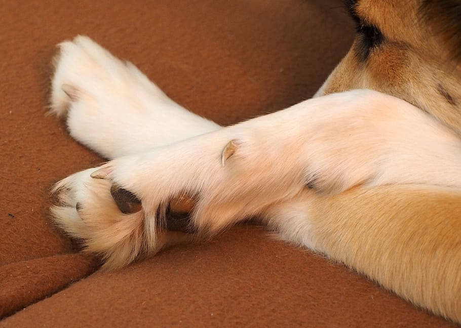 dog paw, paw, dog, claw, pet claws, fur, animal paws, close, pets, animal
