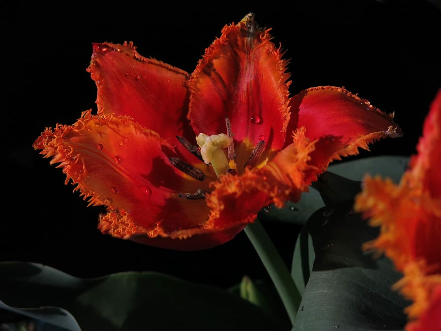 tulip, fringed tulip, crispa tulip, red flower, pistil, flower, nature, plant, garden, close