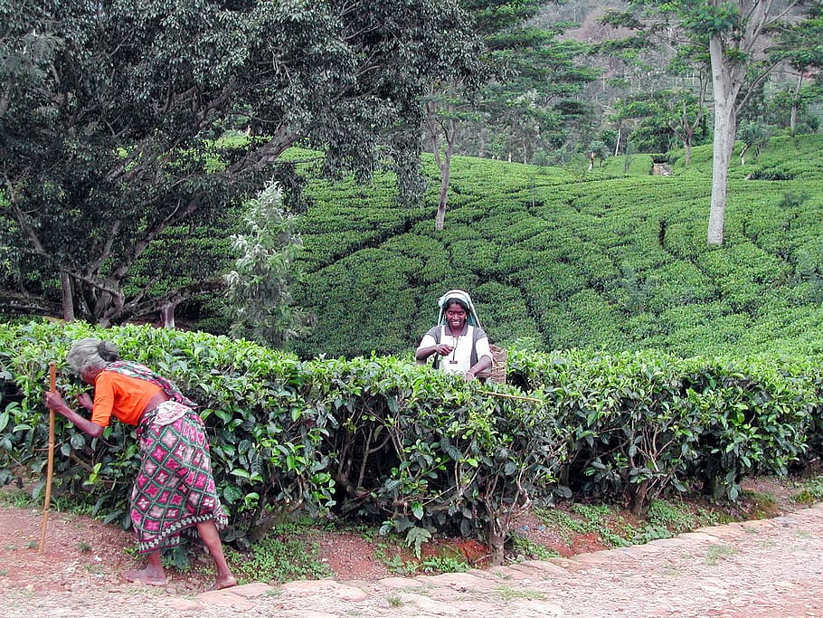 Sri Lanka, cueuilleuses, té, plantación, colección, agricultura, naturaleza, granja, personas, cosecha