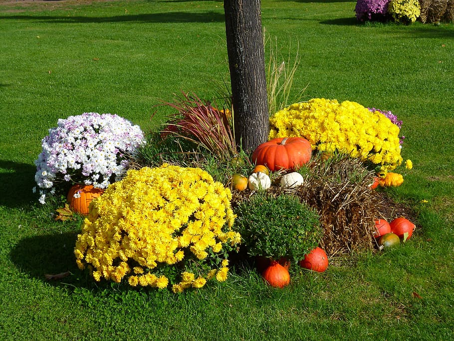 garden show, flowers, tree, pumpkins, pumpkin exhibition, plant, flower, flowering plant, grass, nature