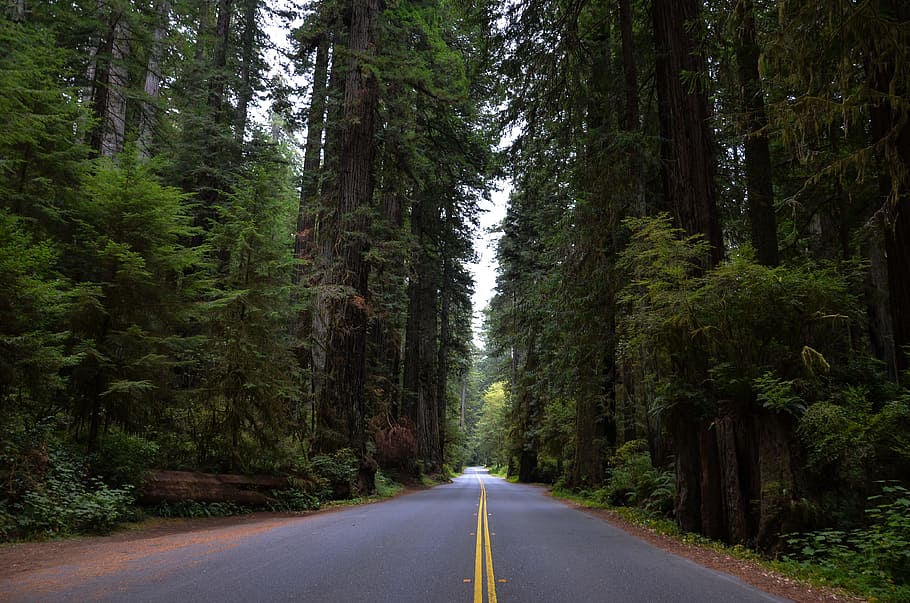 asphalt road, surrounded, Usa, America, California, Sequoia, Trees, sequoia trees, ladybird johnson grove, redwood national park