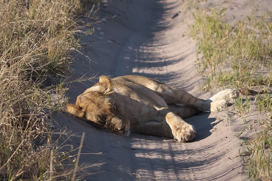 lion, animal, predator, africa, safari, big cat, close up, sleep, botswana, lioness