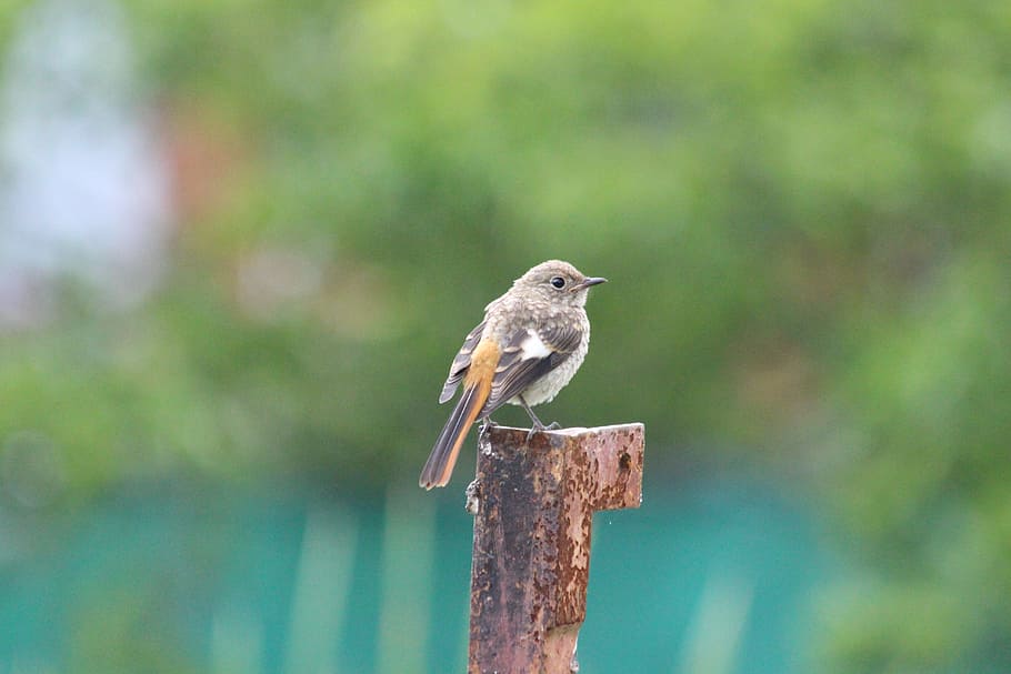 Redstart, Chick, chick redstart, phoenicurus phoenicurus, birds, animals, young, summer, nature, garden redstart
