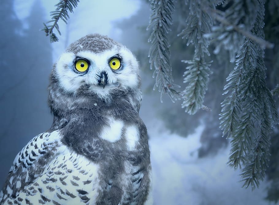 snow, covered, barn owl, owl, snow owl, bird, forest, eyes, yellow, close