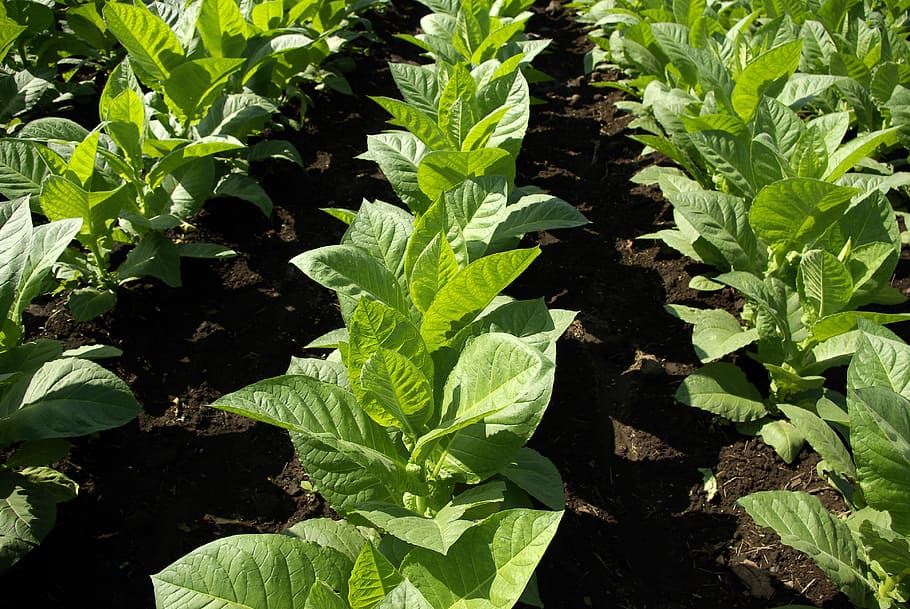 tanaman kol hijau, murni, cerutu, tembakau, memberkati Anda, perokok, tanaman, alam, pertumbuhan, bidang