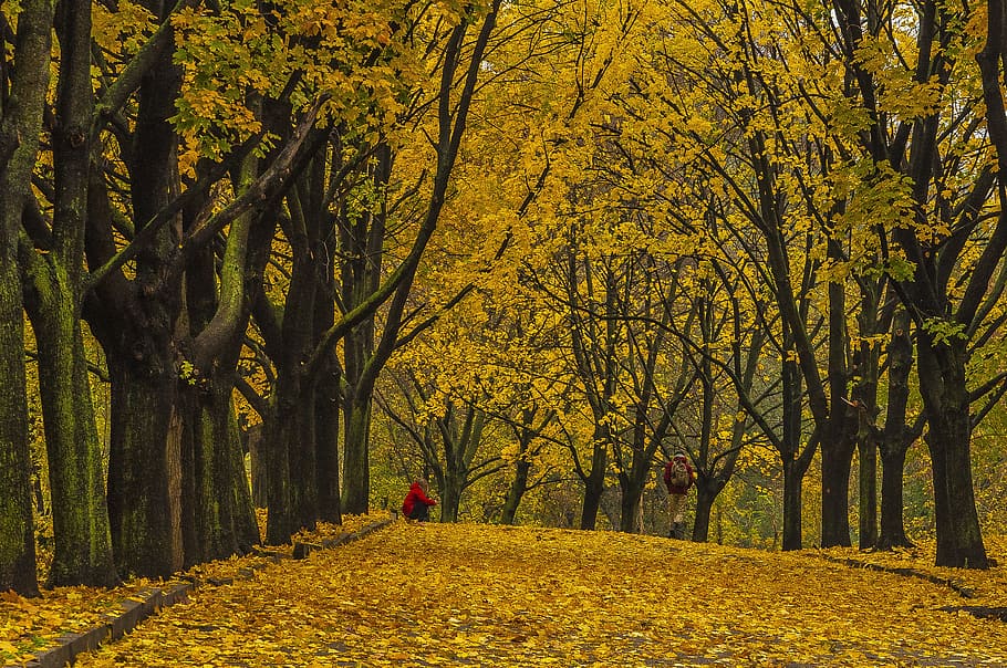 musim gugur, sesi foto, daun, kuning, pohon, tanaman, keindahan di alam, perubahan, alam, ketenangan
