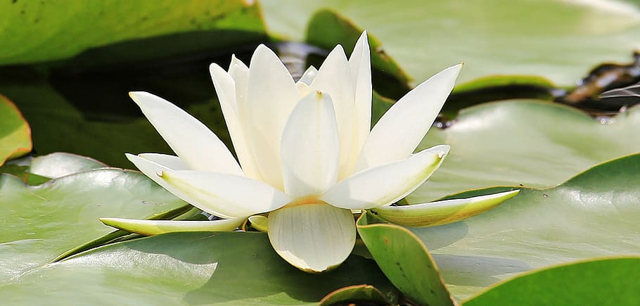 branco, flor de pétalas, fotografia, nuphar lutea, planta aquática, flor, lagoa, natureza, lagoa do jardim, lago rosengewächs
