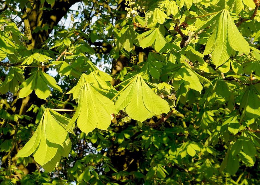 chestnut, leaves, ordinary rosskastanie, green, branches, bright, sun, light, leaf, plant part