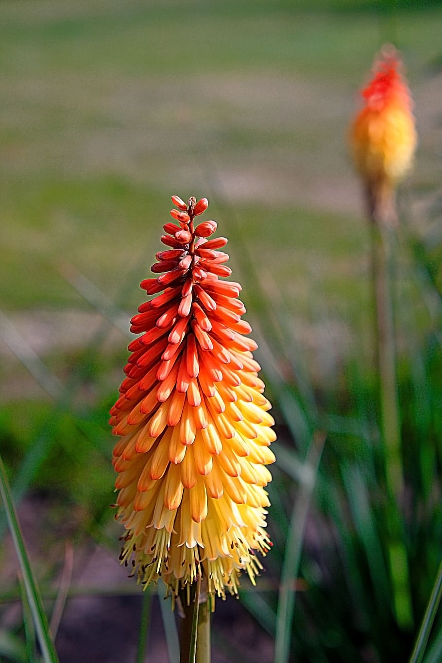 selective, focus photography, yellow, red, flower, torch lily, tritoma, colorful, flowers, nature