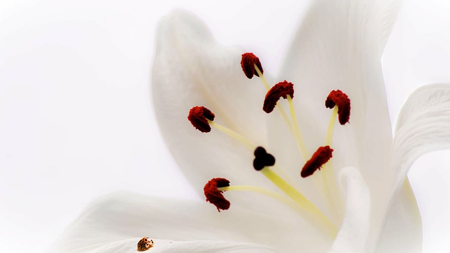 flor blanca, lys, mariquita, rosa, insecto, flor de lis, papel tapiz,  jardín, botánica, flora | Pxfuel